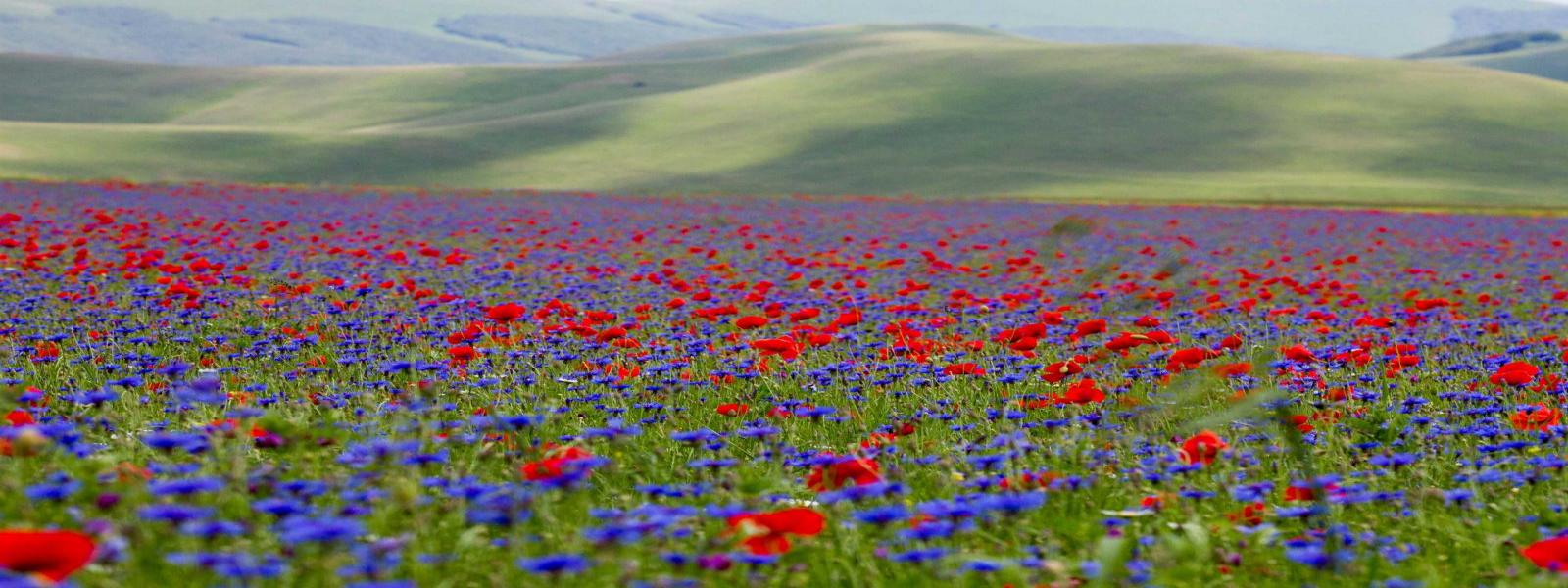 Castelluccio